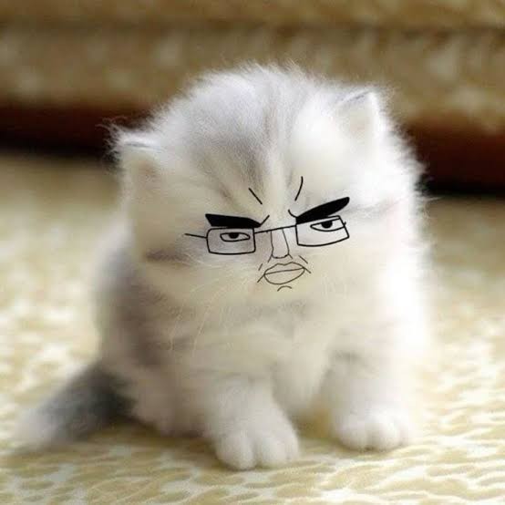 Chud Cat — a fluffy white kitten with a hand-drawn scowling chud face